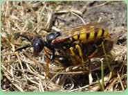 wasp control Wantage