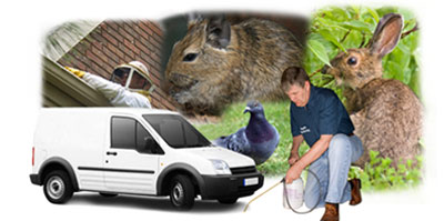 Wantage local van